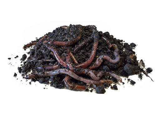 Esca viva innesco del garista