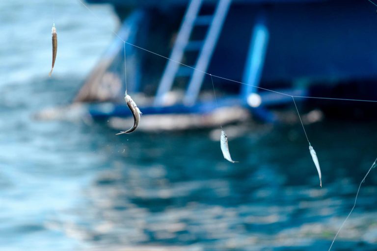 Nuove regole per i Palamiti: Ridotto il numero di ami e vietati i sistemi automatici